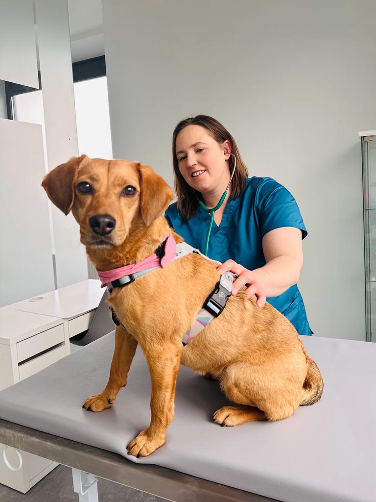 Prevention and treatment. Why should you have your pet examined?
