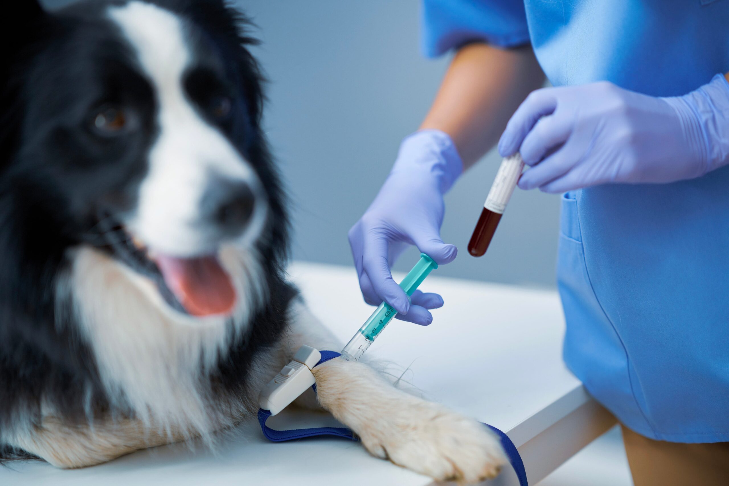 Co warto wiedzieć przed badaniem krwi u psa?