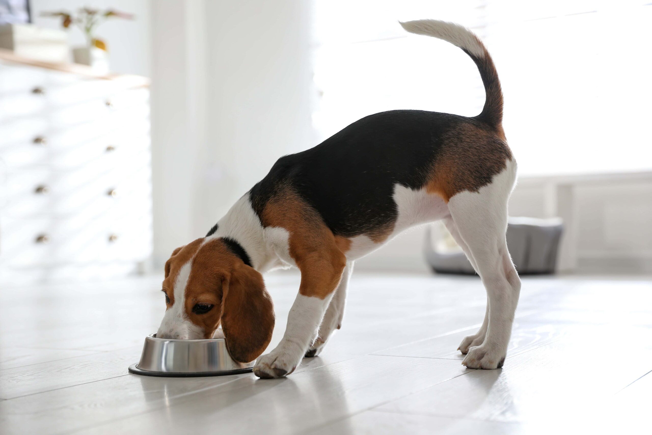 Pies nie chce jeść – jakie mogą być przyczyny i jak temu zaradzić?