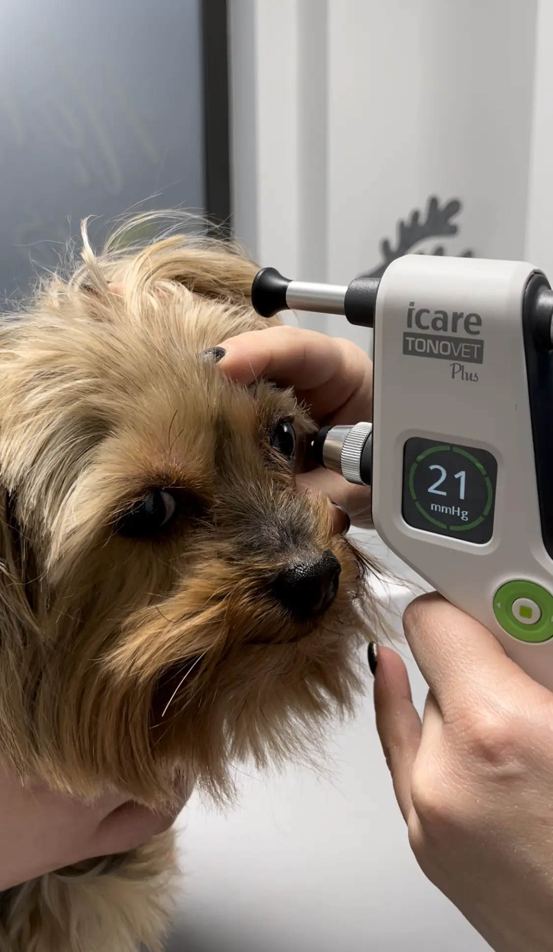 Po co wykonuje się pomiar ciśnienia w oku? Jak wygląda jaskra u psów?