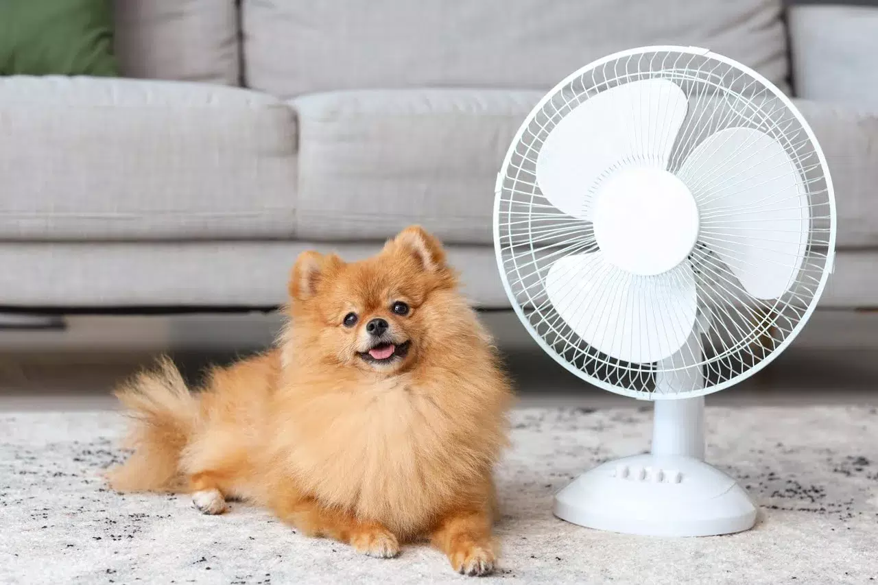 Jak schłodzić psa w upały i pomóc przetrwać gorące dni