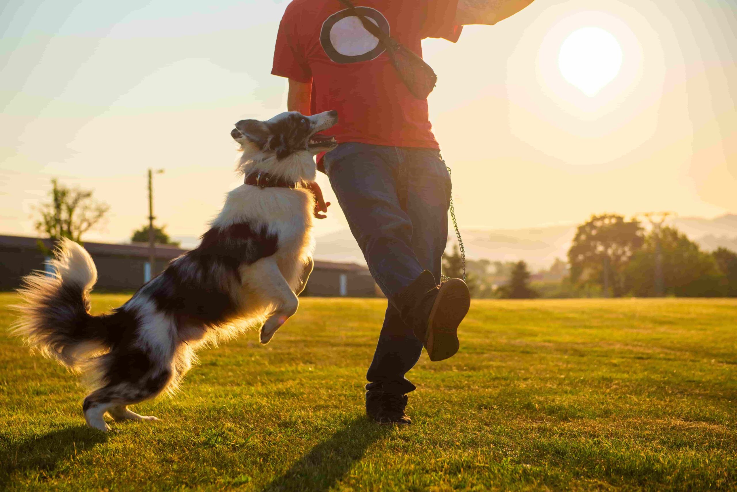 Skaczący pies rasy Border Collie.