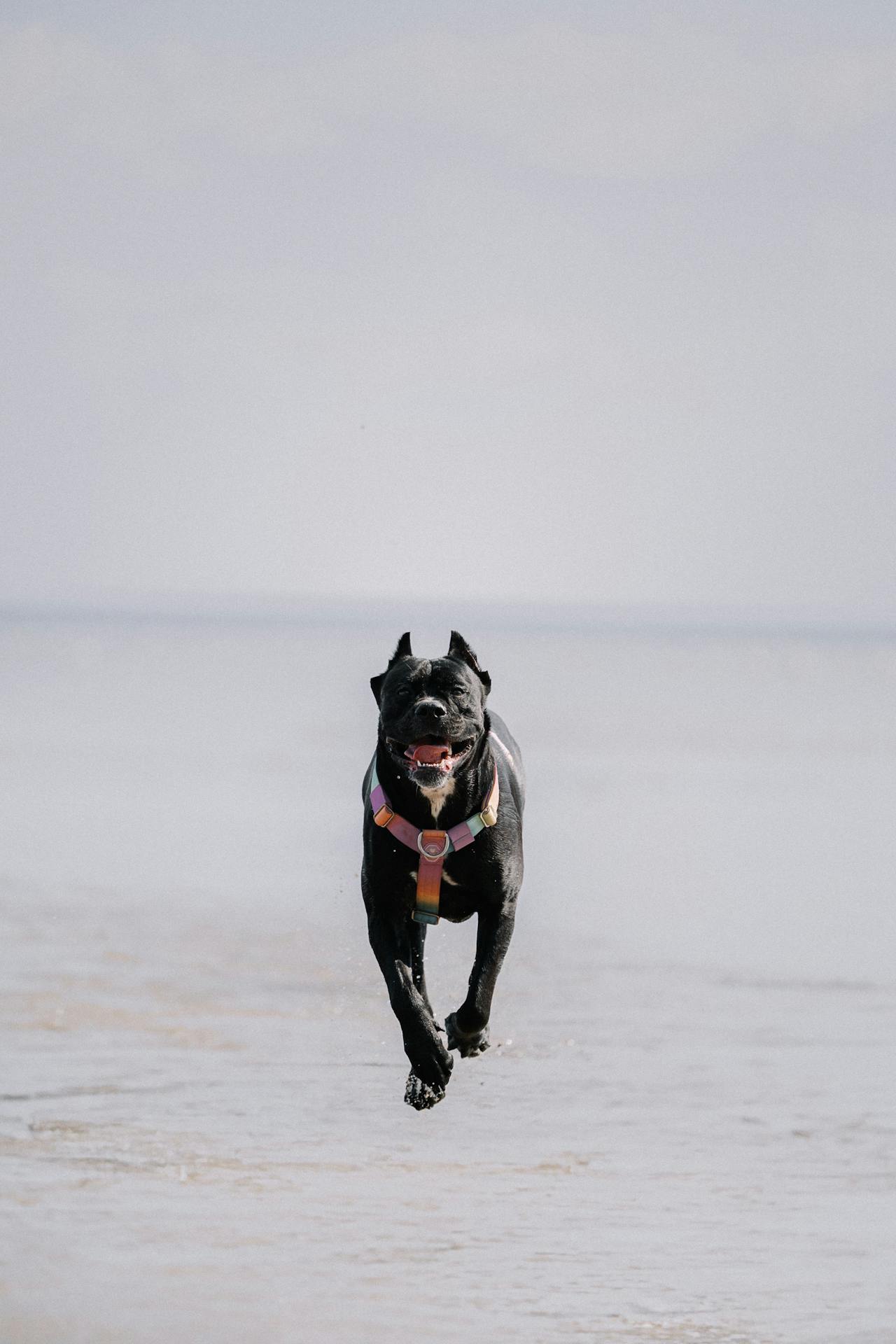 Cane Corso – charakterystyka rasy psa. Strażnik o wielkim sercu