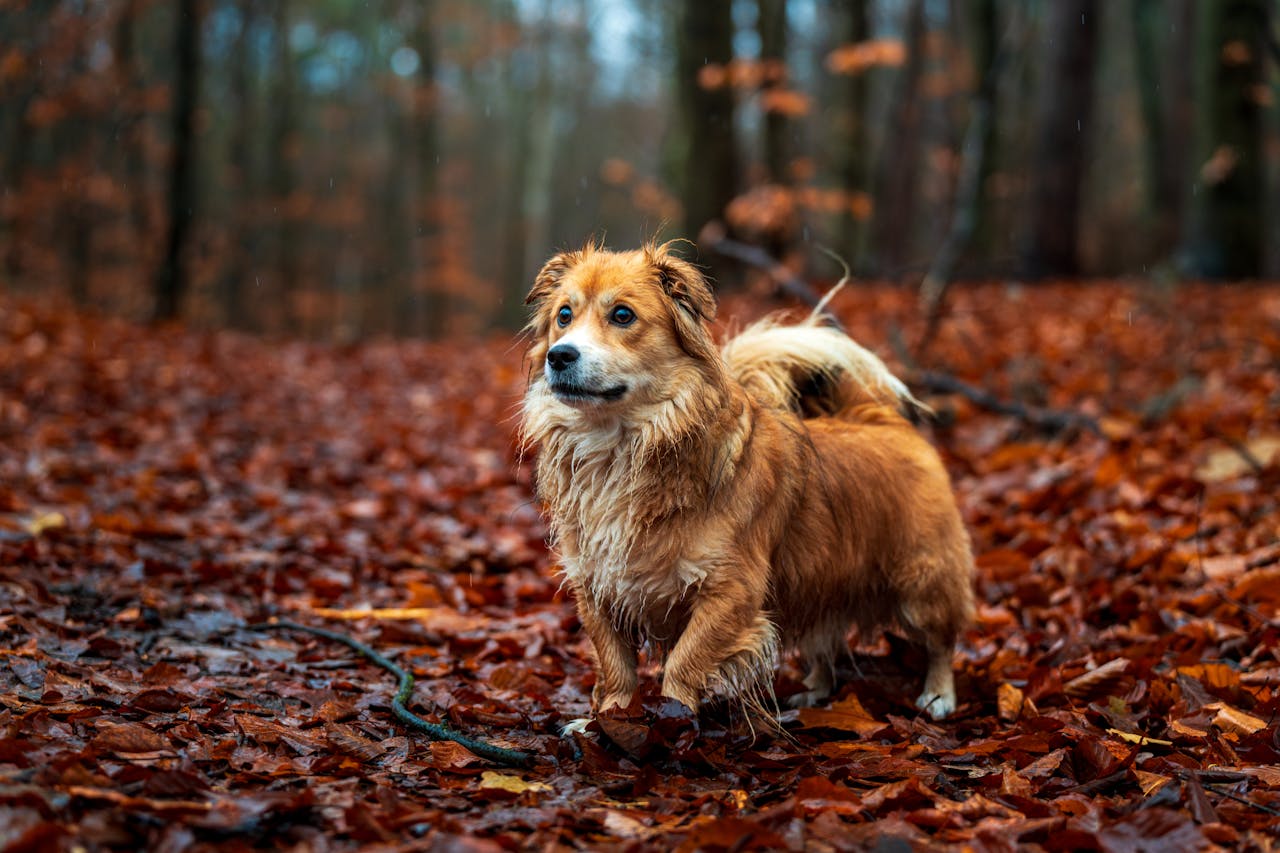 Zatrucia grzybami i roślinami — zagrożenia podczas jesiennych spacerów z psem